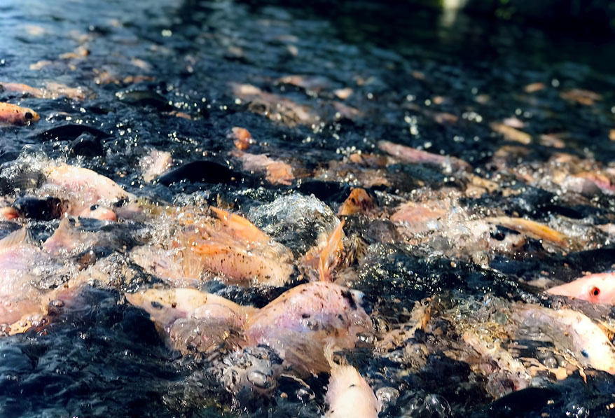 Aquiculture
